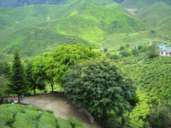 High angle view of road amidst trees in forest