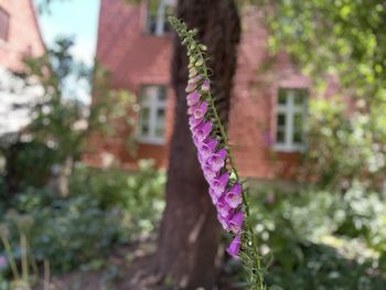 Close-up of pink flowering plant against building