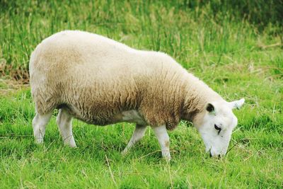 Sheep grazing in a field