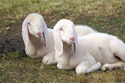 Close-up of sheep relaxing on field