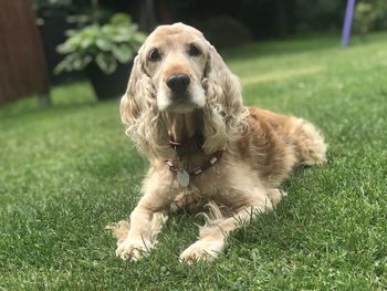 Dog lying on grass