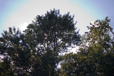 Low angle view of trees against sky