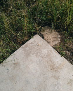 High angle view of grass