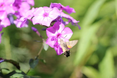 Close-up of purple flowers blooming outdoors