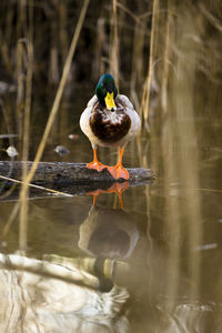 Bird perching on a lake