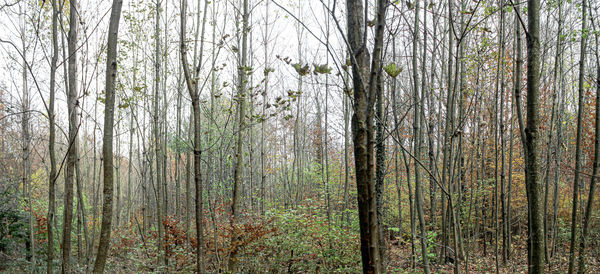 Pine trees in forest