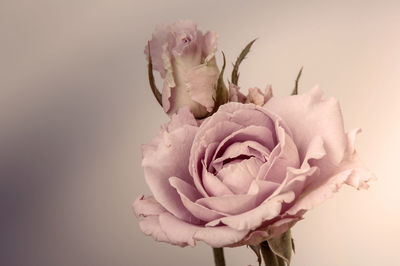 Close-up of flower against blurred background