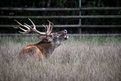 Deer in a field