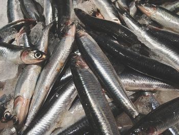 High angle view of fish in market