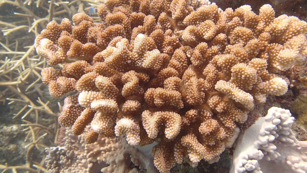 CLOSE-UP OF CORAL