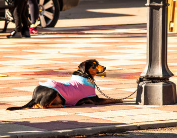 Dog looking away while sitting on footpath