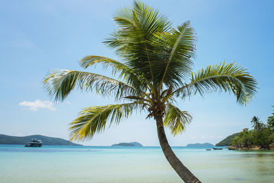 Palm tree by sea against sky