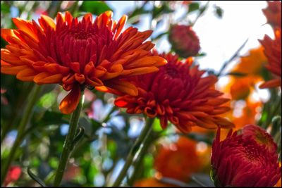 Close-up of red flowers blooming outdoors