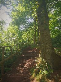 Trees growing in forest