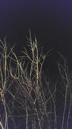 Low angle view of tree against sky at night