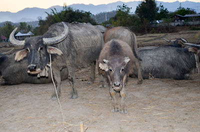 Portrait of buffaloes on field