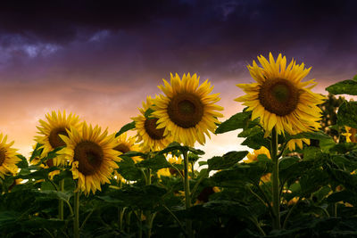 Close-up of sunflower on field against sky