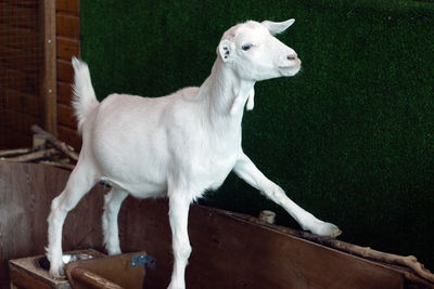 Young goat, pet of the contact zoo from chelyabinsk posing in front of the camera