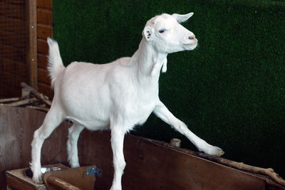 White horse standing on wood