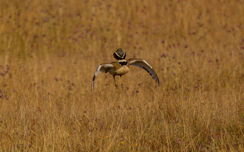 Close-up of bird on field