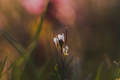 Close-up of flowering plant on field