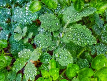 Full frame shot of wet leaves