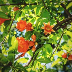 Close-up of red flowers