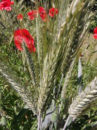 Close-up of red poppy flowers on field