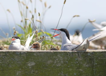 Close-up of birds perching on a plant