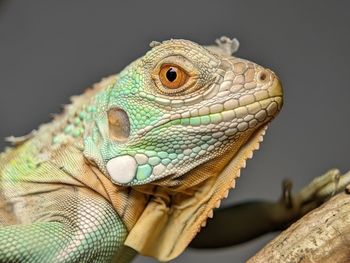 animal themes
