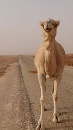 Horse standing in a desert