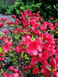 Close-up of pink flowers blooming outdoors