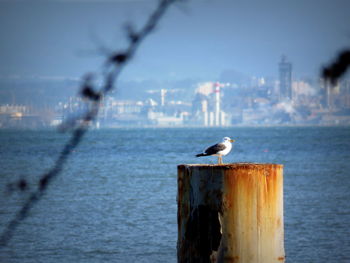 Seagull perching on metallic drum by river