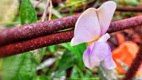 Close-up of flowers blooming outdoors