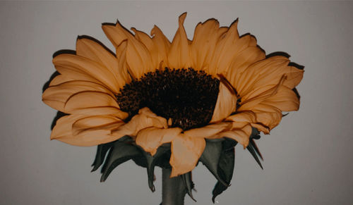 Close-up of sunflower against white background