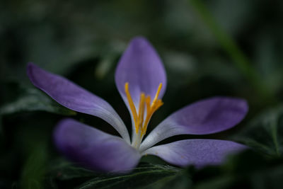 Close-up of purple crocus blooming outdoors