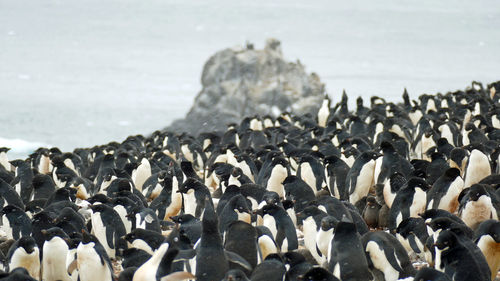 Colony of adelie penguins in snow