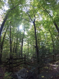 Low angle view of bamboo trees in forest
