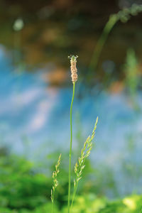 Close-up of flowering plant on land