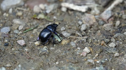 Close-up of insect on rock