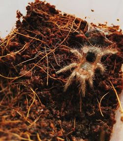 Close-up of dried plant on field