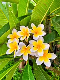 Close-up of yellow flowering plant