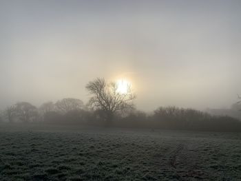 Trees on field against sky during winter