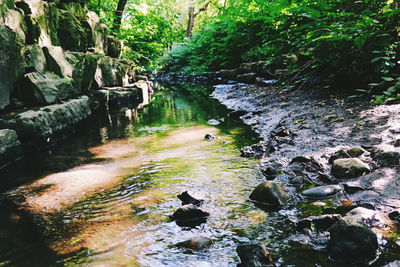 Stream flowing through forest