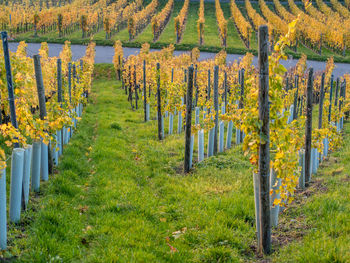 Scenic view of vineyard during autumn