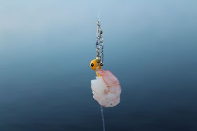 Close-up of dead fish