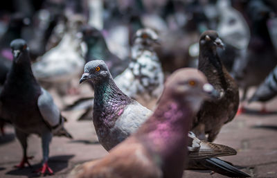 Close-up of pigeons