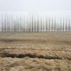 View of trees on landscape against sky