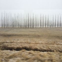 View of trees on landscape against sky