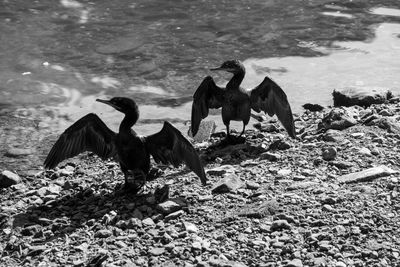 View of birds on beach